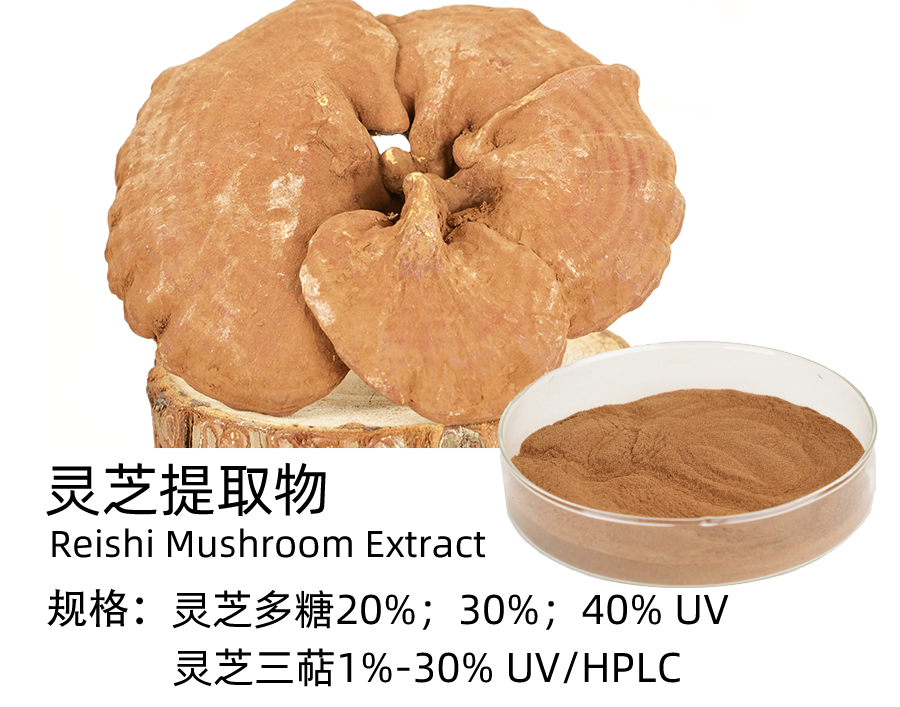 灵芝提取物/破壁灵芝孢子粉