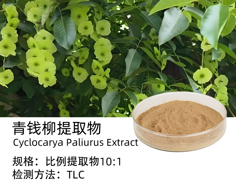 青钱柳提取物
